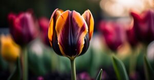 Czarny tulipan Koszalin: sadzenie, odmiany i gdzie kupić